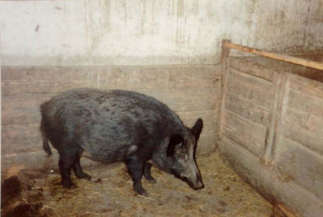 Wildschweinessen.jpg